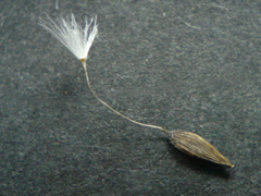 e0005548_2321107.jpg