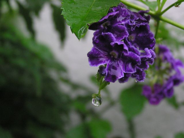 c0042869_12575834.jpg