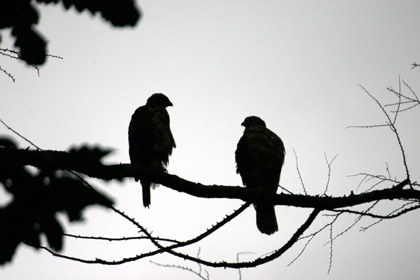 b0026110_20114196.jpg