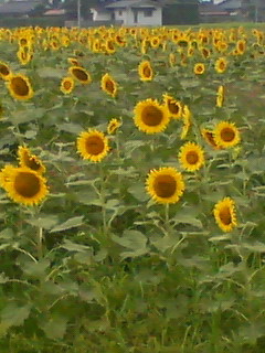 b0075817_21221566.jpg
