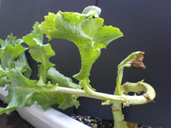 e0005548_23321513.jpg