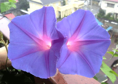 b0101263_0203648.gif