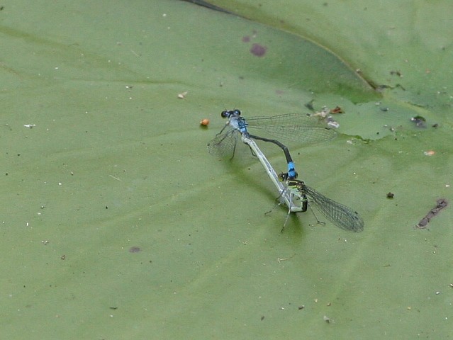 b0088772_15263950.jpg