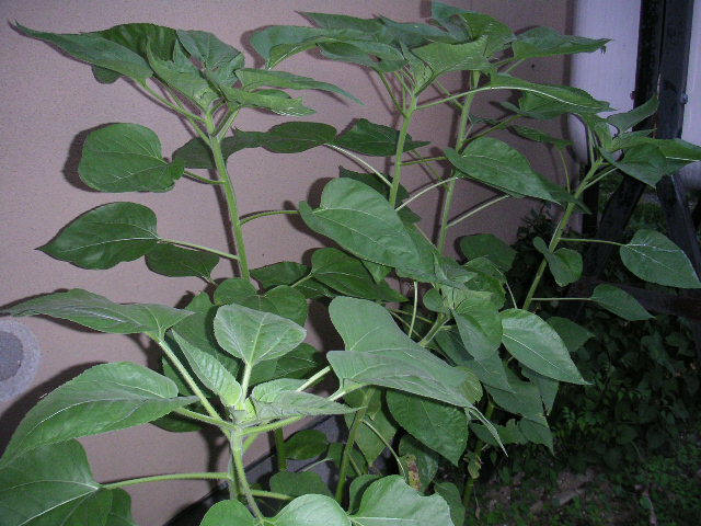 a0020929_1903887.jpg