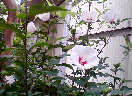 e0034047_21551.jpg