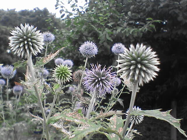 c0069380_16403668.jpg