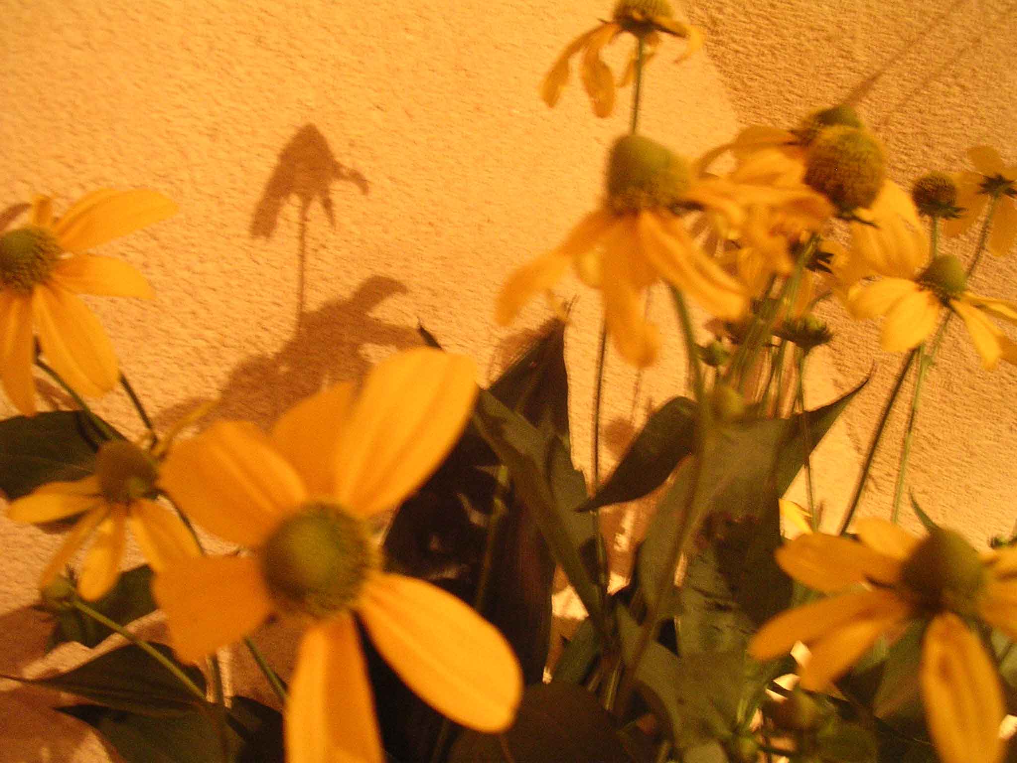 f0070581_11395643.jpg