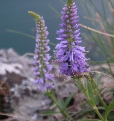 f0044892_52915.jpg