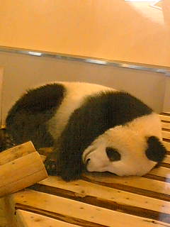 e0090304_046771.jpg
