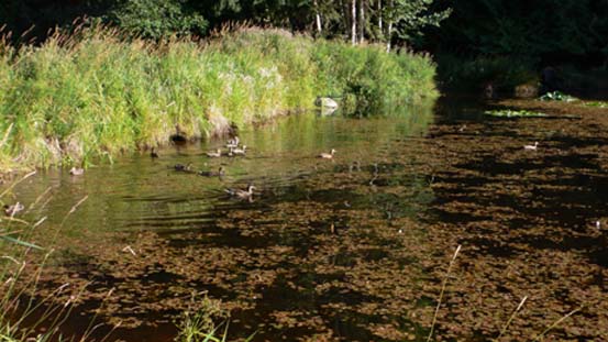 c0018716_1551179.jpg