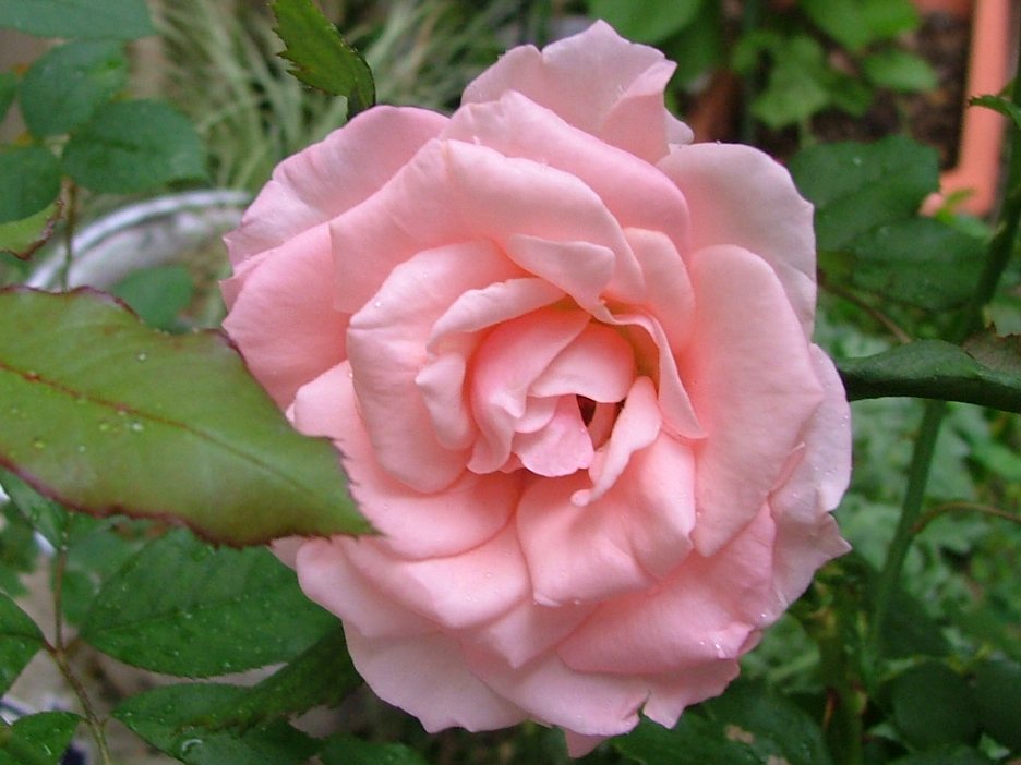 c0045227_13584760.jpg