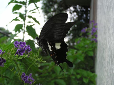 c0042869_6565081.jpg