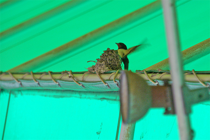 e0002371_1311063.jpg