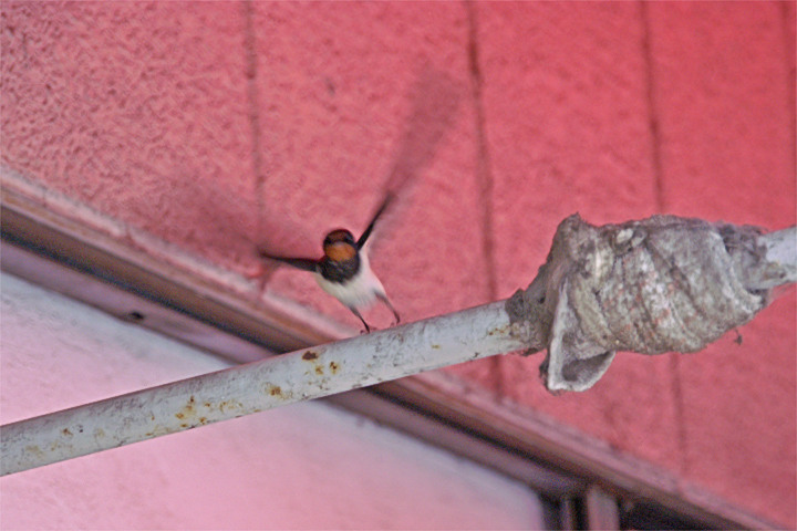 e0002371_1312420.jpg