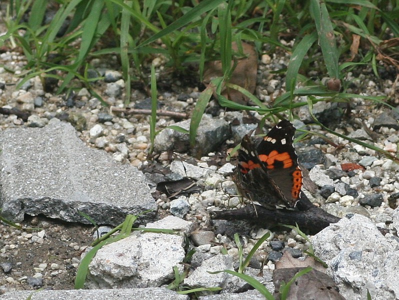 b0088772_21345417.jpg