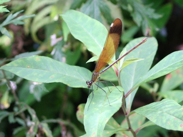 b0088772_21363667.jpg