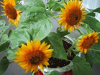 b0073782_20412137.jpg