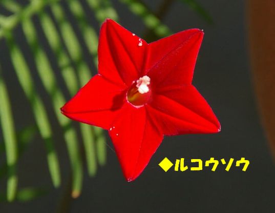a0061206_12554318.jpg