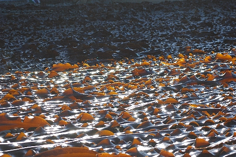 e0064128_0365581.jpg