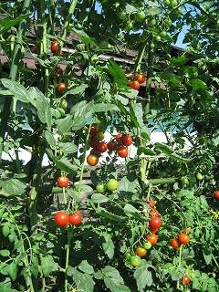 c0020653_21541514.jpg