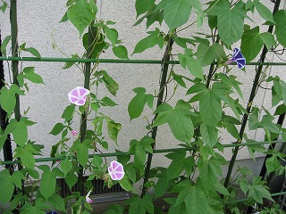 c0020653_2156525.jpg