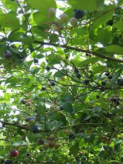 e0015270_1241598.jpg