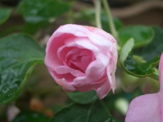 b0061107_22464751.jpg