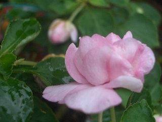 b0061107_22474218.jpg