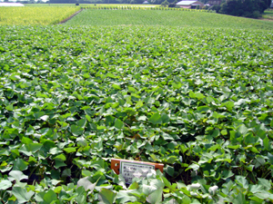 b0076710_175611.jpg