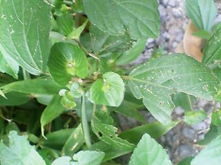 e0063653_1558548.jpg