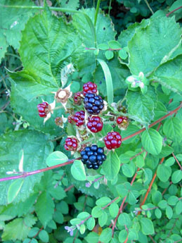 f0032969_1917278.jpg