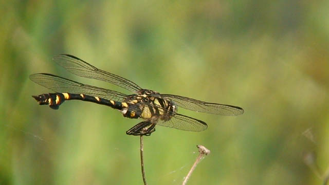 c0047906_17393726.jpg