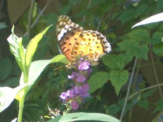 b0061107_2219636.jpg