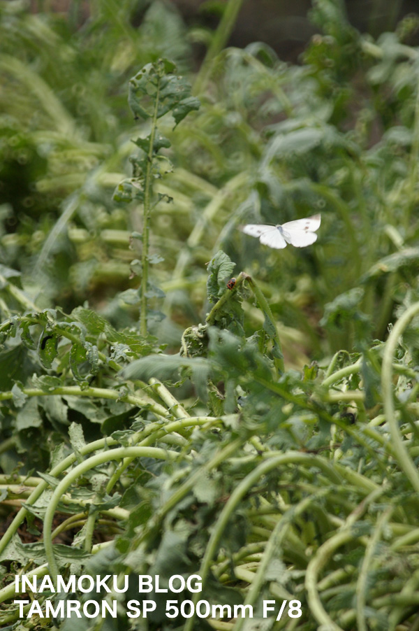 c0007918_0332925.jpg