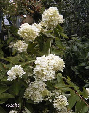 f0059818_17135015.jpg