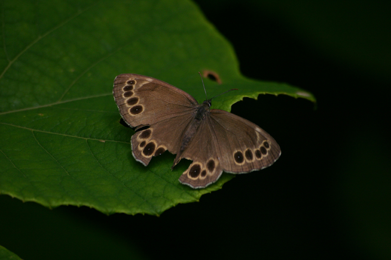 d0054625_21102240.jpg