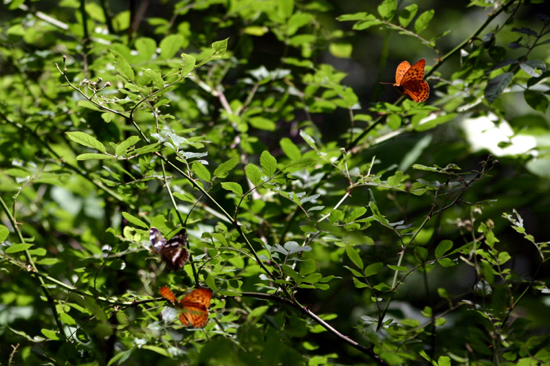d0054625_21165442.jpg