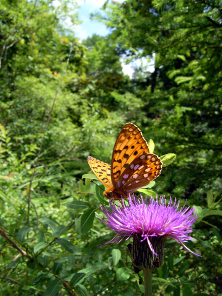d0054625_21174468.jpg