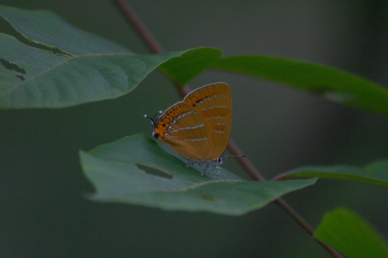 d0054625_2195593.jpg