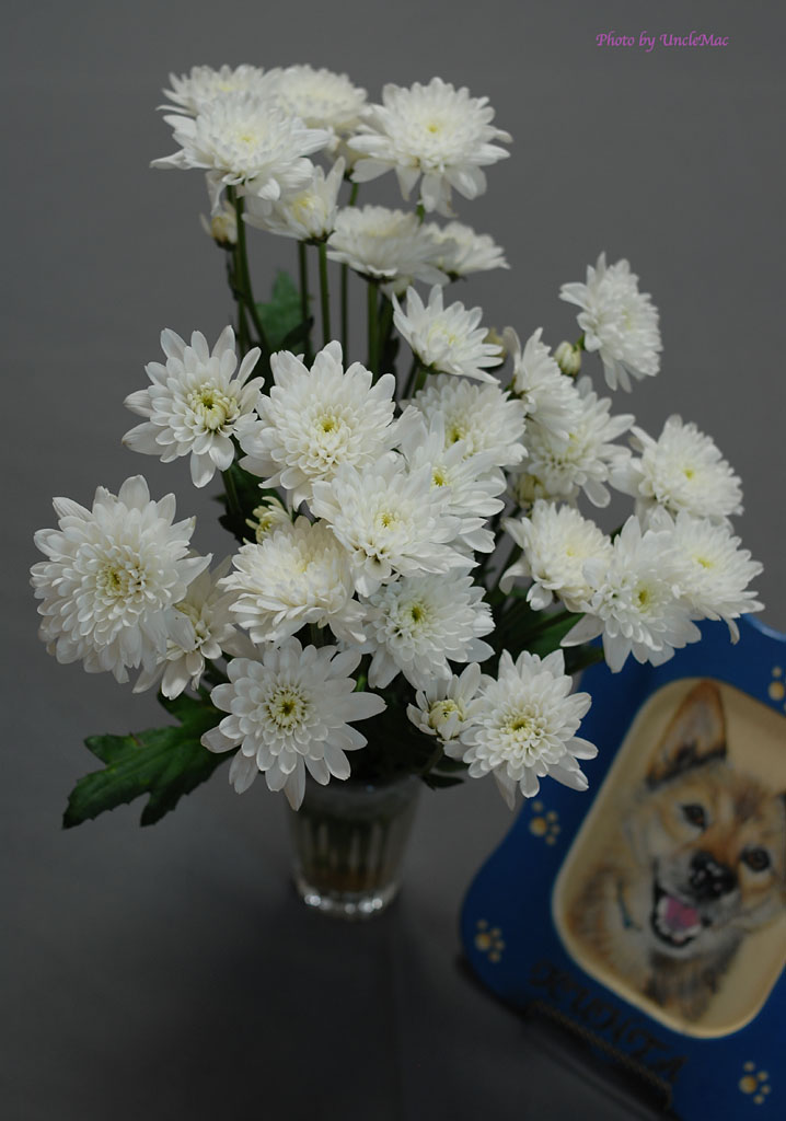 e0028625_7333571.jpg