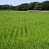 a0050838_8351934.jpg