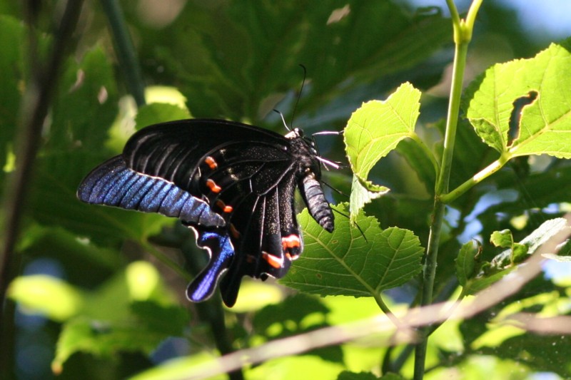 b0088772_2013754.jpg