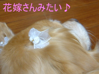 a0042295_948756.jpg