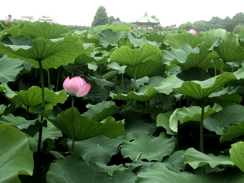 d0015006_1403763.gif