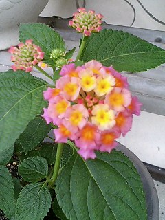 e0026017_10503651.jpg