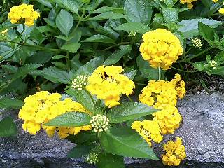 e0026017_1050413.jpg
