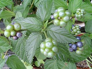 e0026017_1050555.jpg