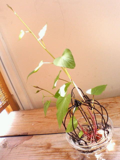 e0006242_12572223.jpg