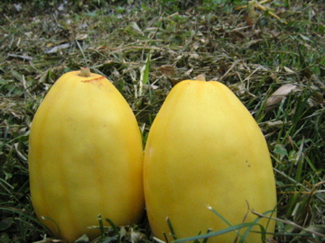 f0089352_86318.jpg