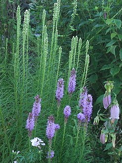 e0017562_10323731.jpg